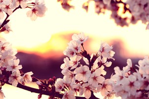 cherry_blossom_sunset_by_jyoujo-d4ef6qm